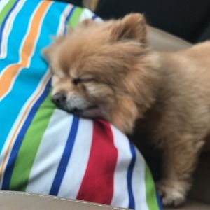 Meet your Posher, Sandra